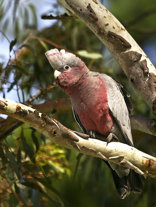 rhamphotheca:  The Galah (Eolophus roseicapilla) … also known as the rose-breasted cockatoo or roseate cockatoo is one of the most common and widespread cockatoos, and it can be found in open country in almost all parts of mainland Australia. It appears