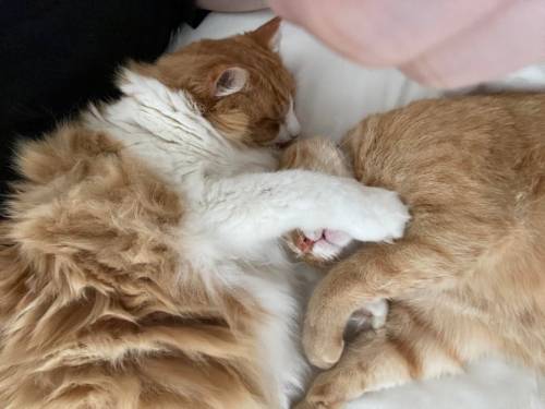 thecolossalennui: Anatomy of a Cuddle in 3 Acts via /r/Bondedpairs https://ift.tt/DABUkEI
