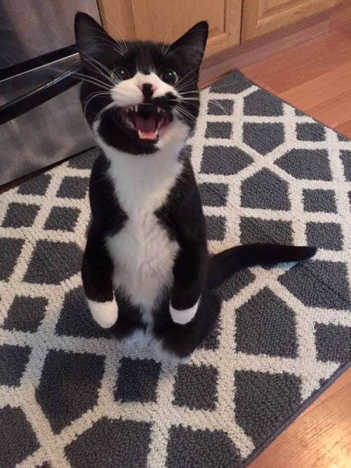 catsbeaversandducks: “Is it dinner time yet? Is it dinner time yet? Is it dinner tim