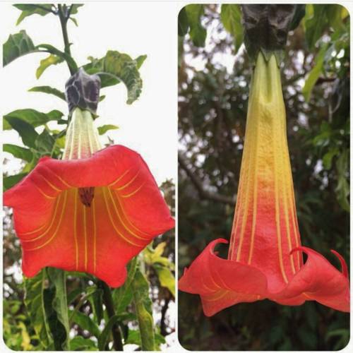 Brugmansia is in the Tomato family, Solanaceae. They are closely related to another genus, Datura, a