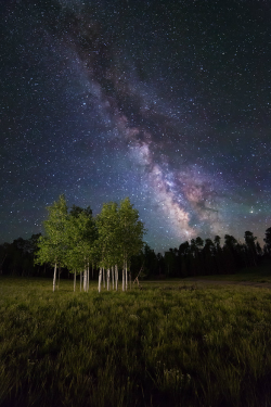 tulipnight:  Galactic Aspens by  Royce’s NightScapes  