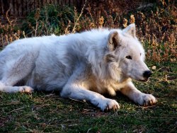 thenaturalworld1:  A picture of one of the arctic wolves that I took on our most recent visit to the Denver Zoo!  The lighting was simply perfect!