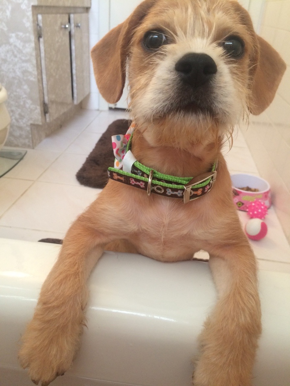 what-a-lesbian:  We decided to name her Bindi :3