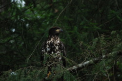 escapetosaltspring:  Immature bald eagle waiting in tree on Salt Spring Island