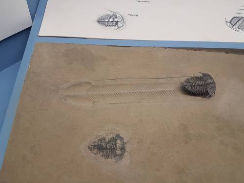 bogleech:cdn-apex-predator:omghotmemes: This Trilobite walked 6 inches 600 million years ago to send