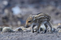 llbwwb:  (via 500px / young wild boar by Elmar Weiss)