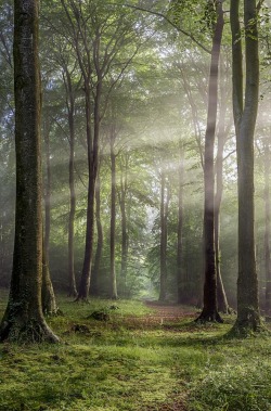 opticxllyaroused:    Robert Wolstenholme - Buckholt Wood, Cranham, Gloucestershire, England   