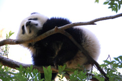 giantpandaphotos:  Zhen Zhen at the San Diego Zoo, California, on April 26, 2008. © Paula. 