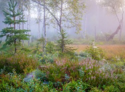 etherea1ity:“September morning” by Andreas