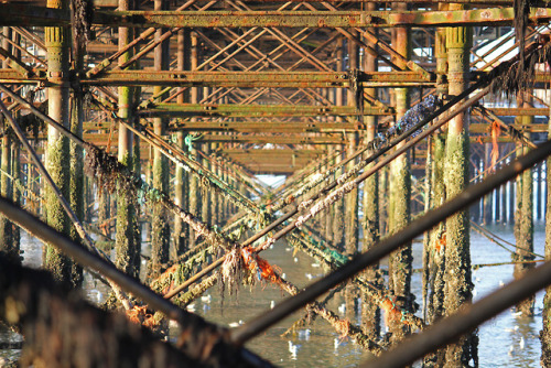 What lies beneath. (Brighton Palace Pier, Brighton, England)