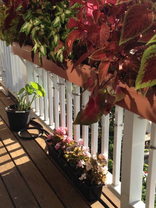 nyackbackyard:Our front porch is so colorful this summer because of the loopback watercontroller Dun