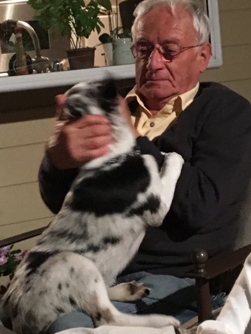 Idk If Anyone Wanted Pictures Of Manchitas Terrorizing My Uncle And Being Unfairly Cute But Here You