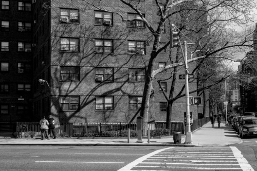 That Old Tree On The Block.