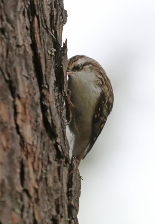An Eurasian treecreeper hunting for small insects and spiders on a pine tree.