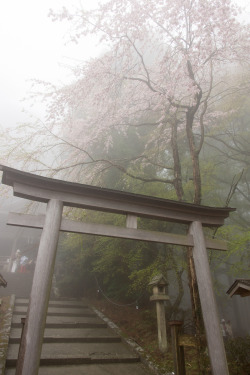 miizukizu:  吉野 奥千本 金峯神社鳥居桜が咲いてますが濃霧でよくわかりません