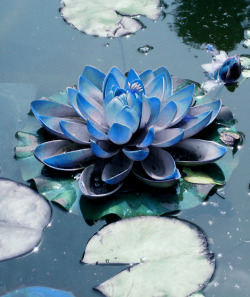 liftedlotus:  the blue Lotus flower has been