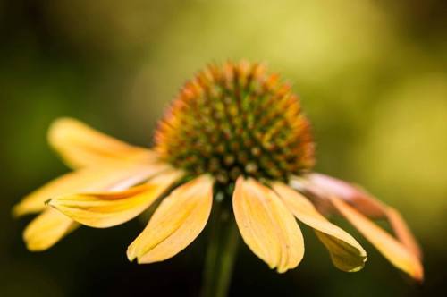 Echinacea in Autumn ❤️ #snapshots_daily #instagram #instagood #macro #macros #macroshot #macroflower