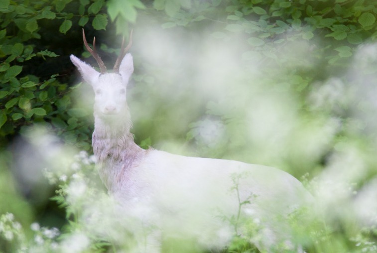 megarah-moon:  “Albino Deer” by Herve Balland 