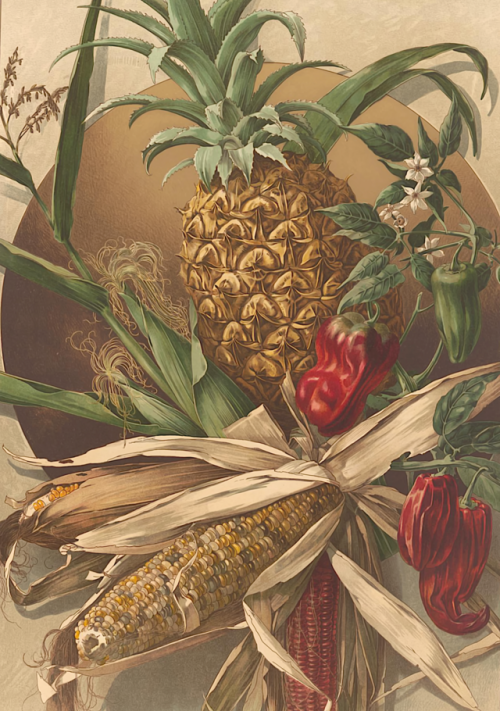 Anton Seder - Die Pflanze in Kunst und Gewerbe - Naturalistischer Teil - 1887 - via Heinrich Hein Un