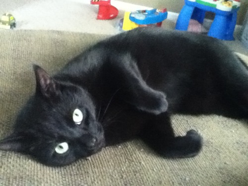 Blackjack, my handsome lil lover(submitted by little-kinky-kitty)