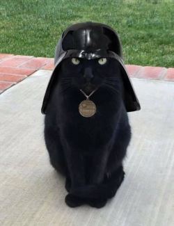 kremlin-kitties: markv5: Кот Вейдер “Cat Vader” 