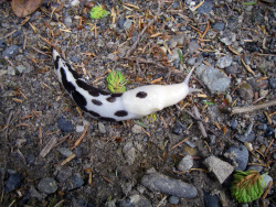 wtfevolution:  &ldquo;Hey! I bet you can’t tell what this is.&rdquo; &ldquo;It’s a slug.&rdquo; &ldquo;You can’t tell because I’ve cleverly disguised it.&rdquo; &ldquo;It’s a slug.&rdquo; &ldquo;Now, I know what you’re thinking: ‘Could it