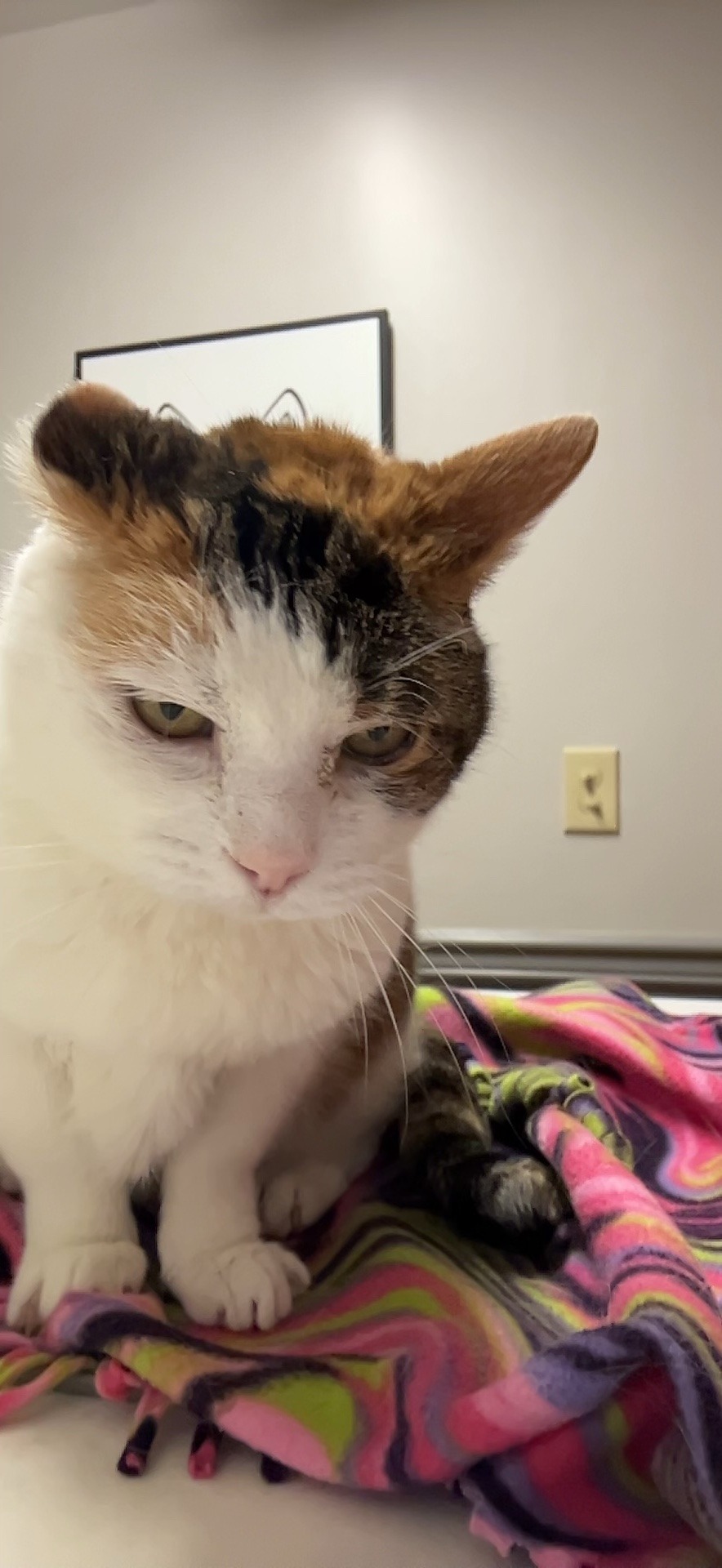 Pictures Of Tink Via Facetime Because I Am Dying Without Her