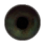 mizaska:was browsing trough half life 2s texture files and i thought these eye textures could help a