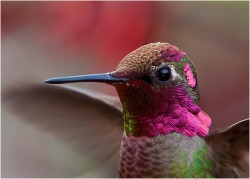 Beauty is in the details (Ruby-throated