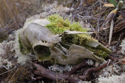 kasrashirdel: Kua hua te maramaSomething has completed a full cycle Ruahine Forest Park, NZ©kas