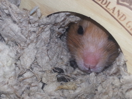 The chins (JANET! &amp; Maveryck) are pooped, but Spudly the Hammy is ready &amp; rarin&