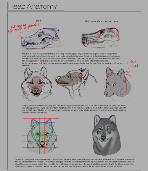 Sex dragonbow:  Wolf anatomy tutorial series pictures