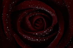 silvaris:  Constellations by Red Rose Digital Art