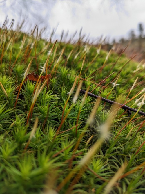 So My Friend Introduced Me To The Wonders Of Photographing Lichens And Mosses Like They Themselves Are