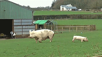 thenatsdorf:Rescued sow and her piglets go outside for the first time. [full video]
