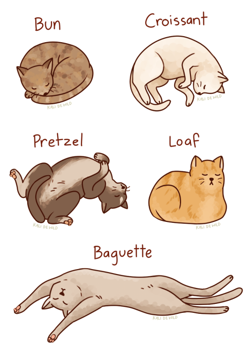 picturesquegoddess: My favourite cat positions