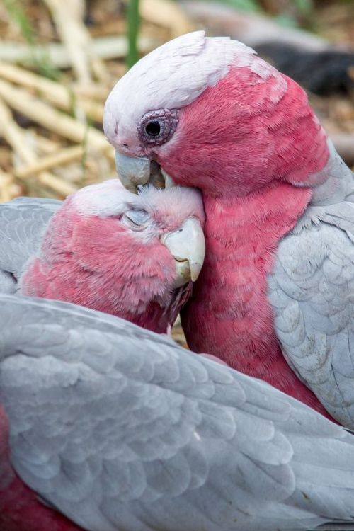 oceaniatropics:a breeding pair of wild Galahs, South Australia