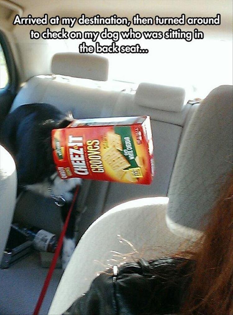 pr1nceshawn:  Life with pets. 