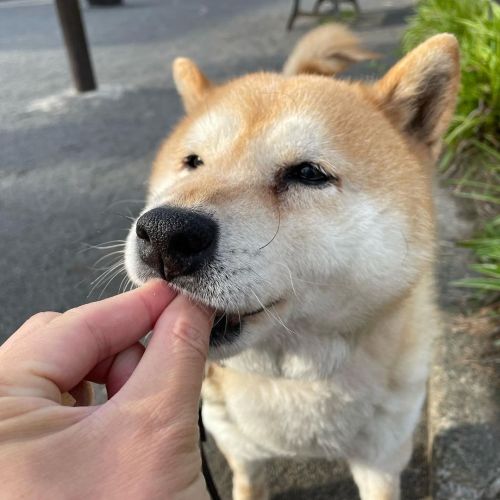 おやつもらったよ✨ #dog #doge #shiba #shibe #shibainu #shibastagram #komugi #柴犬 #赤柴 #しばいぬ #柴犬の小麦さん #14歳  http