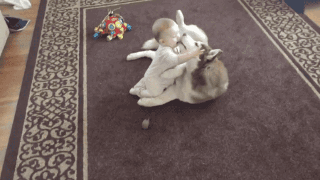 Porn photo gifsboom:  Siberian Husky plays gently with
