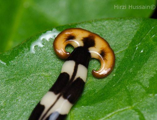 aardwolfpack:  The shovelhead or hammerhead worm (Bipalium sp.), a terrestrial planarian flatworm native to Singapore.  Photographs by Hirzi Hussain. 