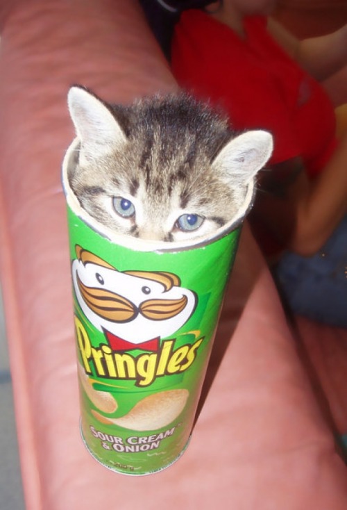 Porn photo *giggles* kitty in a can. following the principle