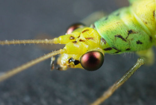 typhlonectes:  Green Lacewings - Apertochrysa edwardsi, Austin’s Ferry, Tasmania, Australia photogra