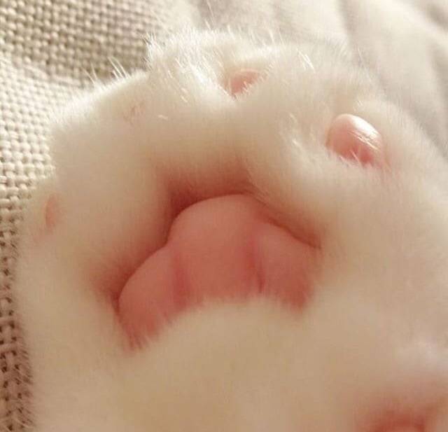 friendly-animals:  Follow me for more cute animals! (: