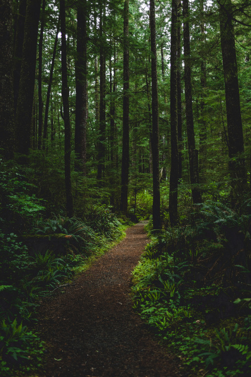xshaydx: San Josef trail, Vancouver IslandPhoto : @xshaydx