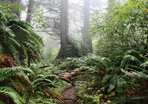 bright-witch: Persephone’s Sanctuary ◈ Pacific Northwest photography by Michelle N.W. ◈ ◈ Prin