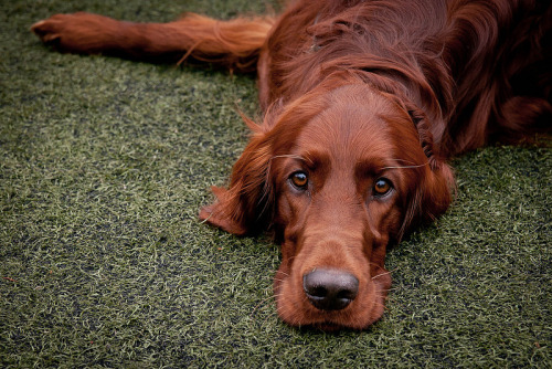 Setter. Photo by swisrolli