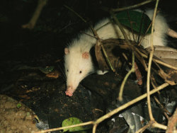 astronomy-to-zoology:  Moonrat (Echinosorex gymnura) Also known as the Greater Moonrat, the moonrat is not a rat or from the moon, but is a species of insectivorous mammal related to hedgehogs endemic to parts of Indonesia. Like its hedgehog relatives