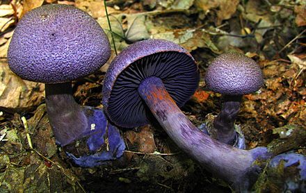 PREPARE FOR MUSHROOM EDUCATION!!!!!!!