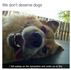 babyanimalgifs:  Dog memes